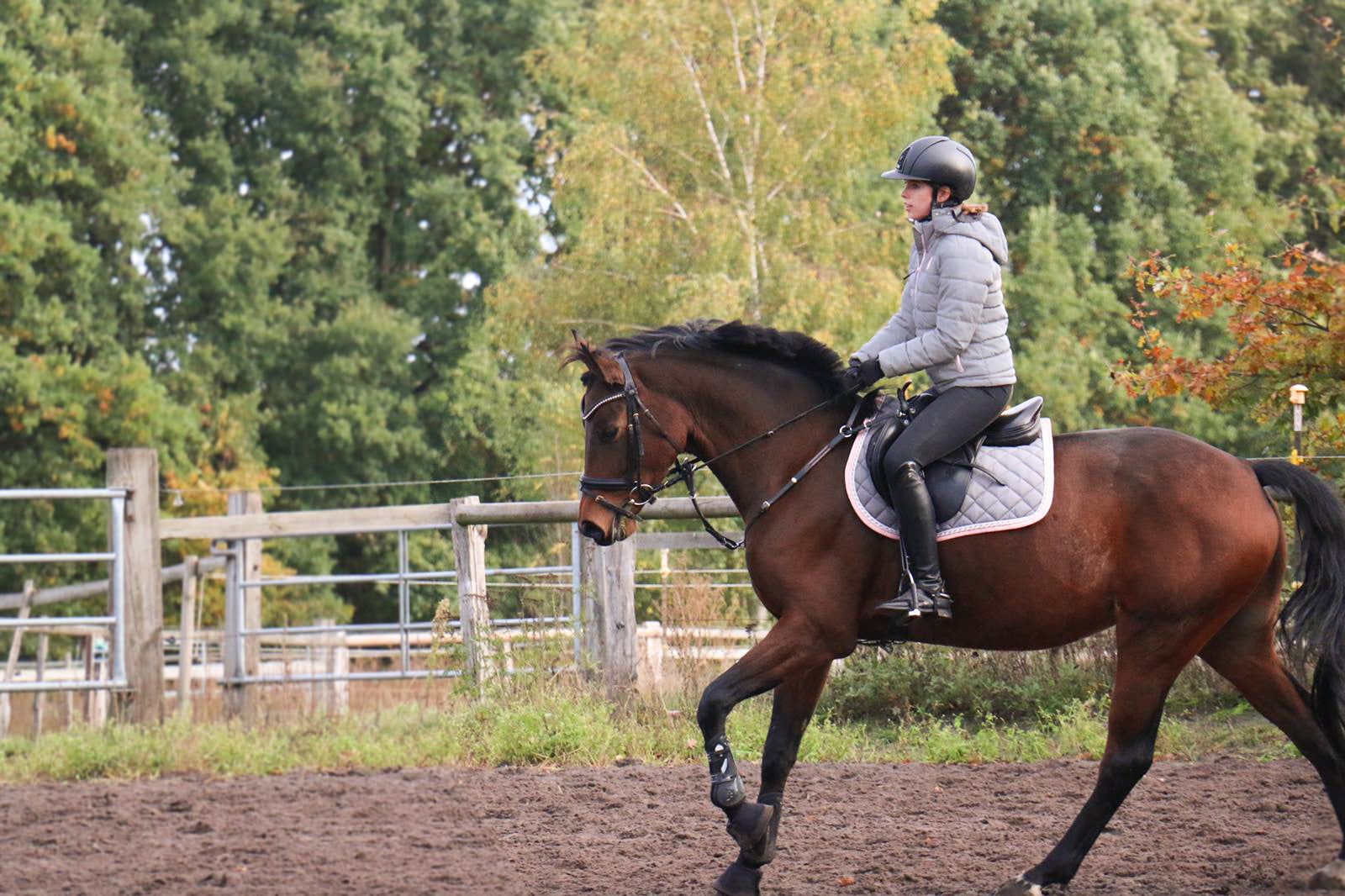 My Journey to Finding a new Four-Legged Friend - Part 2/2