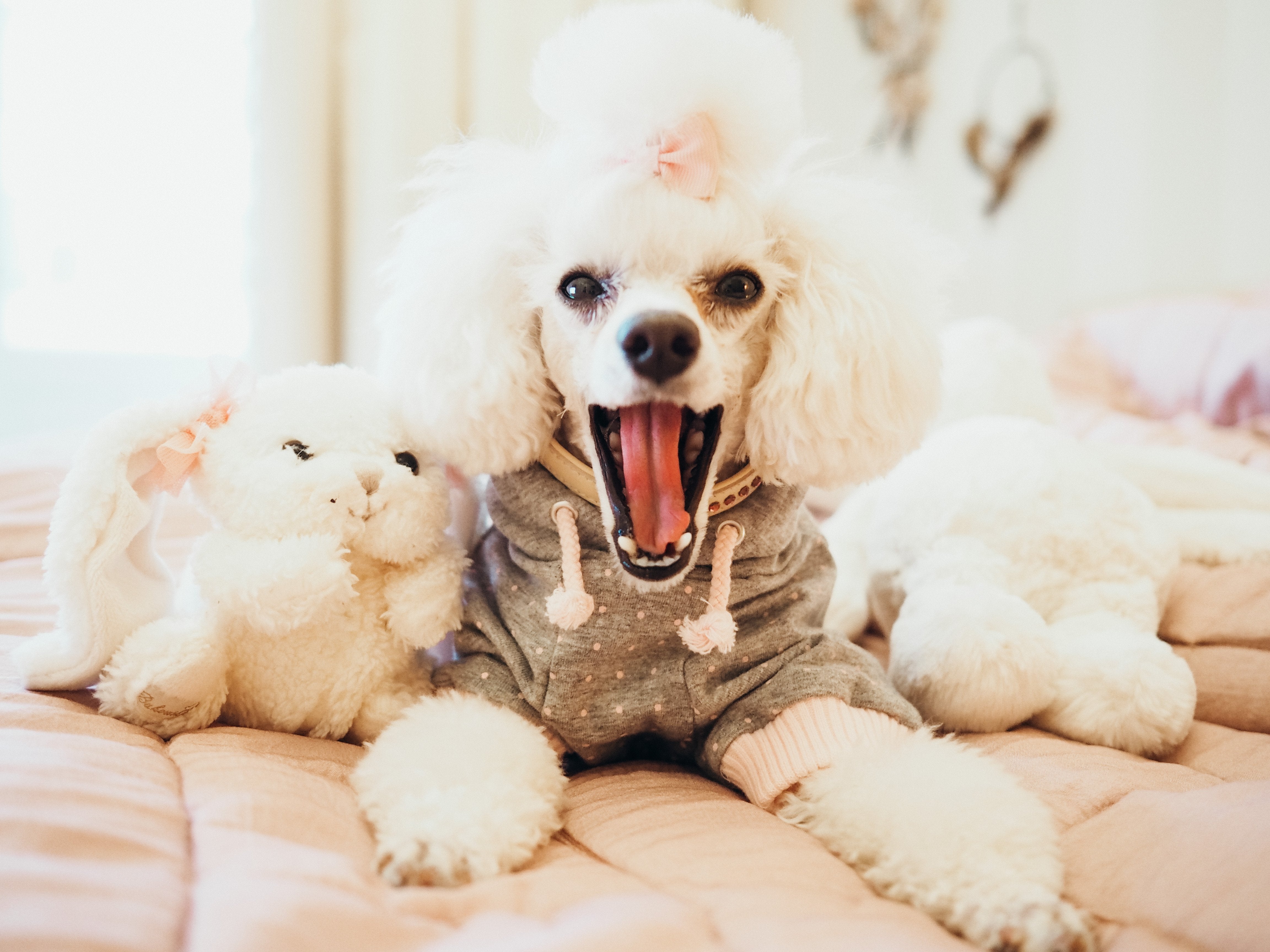 New HoH for Dogs capsule collection