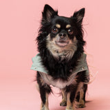 Rain a Little for Dogs Mint