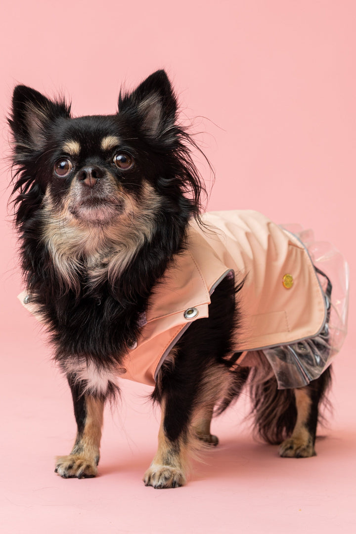 Rain a Little for Dogs