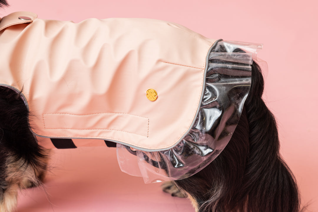 Rain a Little for Dogs