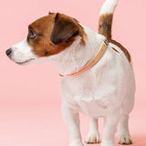 Dolly Blush Pink Collar