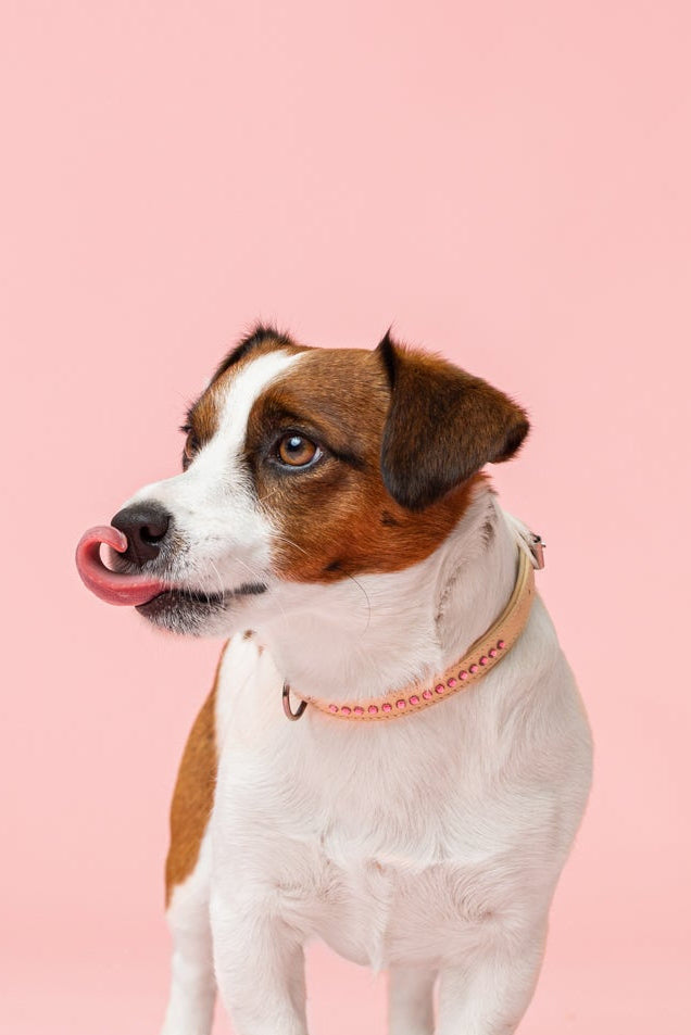 Dolly Blush Pink Kaulapanta