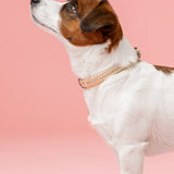 Alba Aurora Borealis Collar