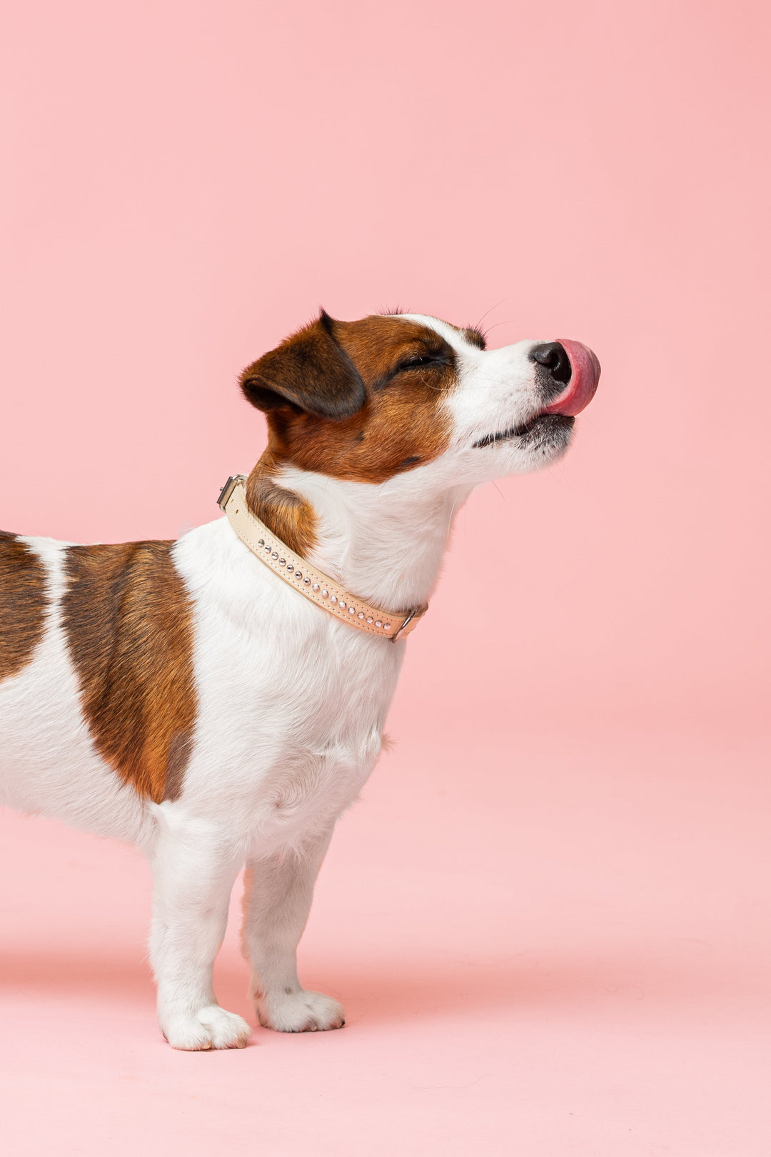 Alba Aurora Borealis Kaulapanta