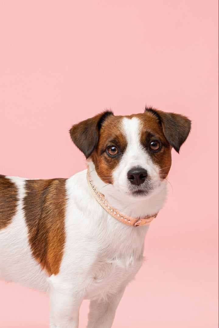 Alba Aurora Borealis Kaulapanta