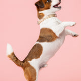 Max Golden Topaz Collar