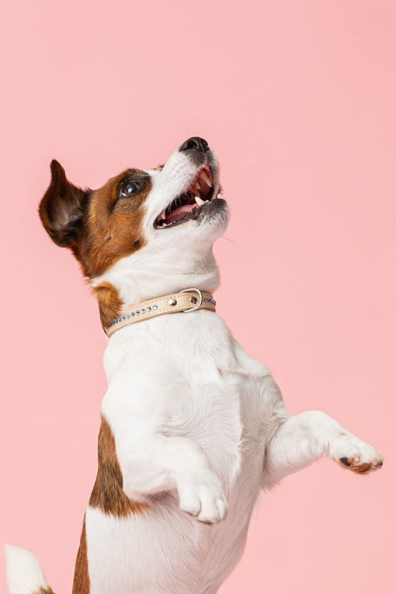 Cooper Ocean Blue Kaulapanta