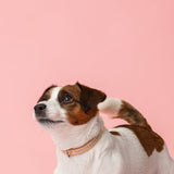 Cooper Ocean Blue Collar