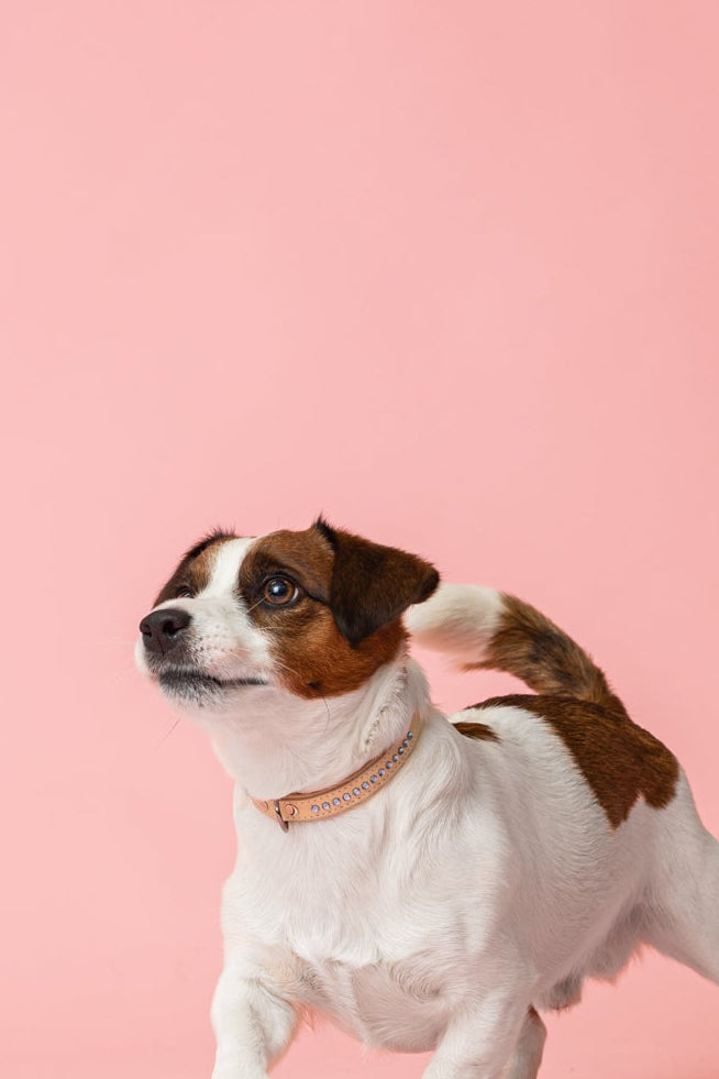 Cooper Ocean Blue Kaulapanta