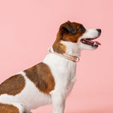 Cooper Ocean Blue Collar