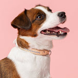 Cooper Ocean Blue Collar