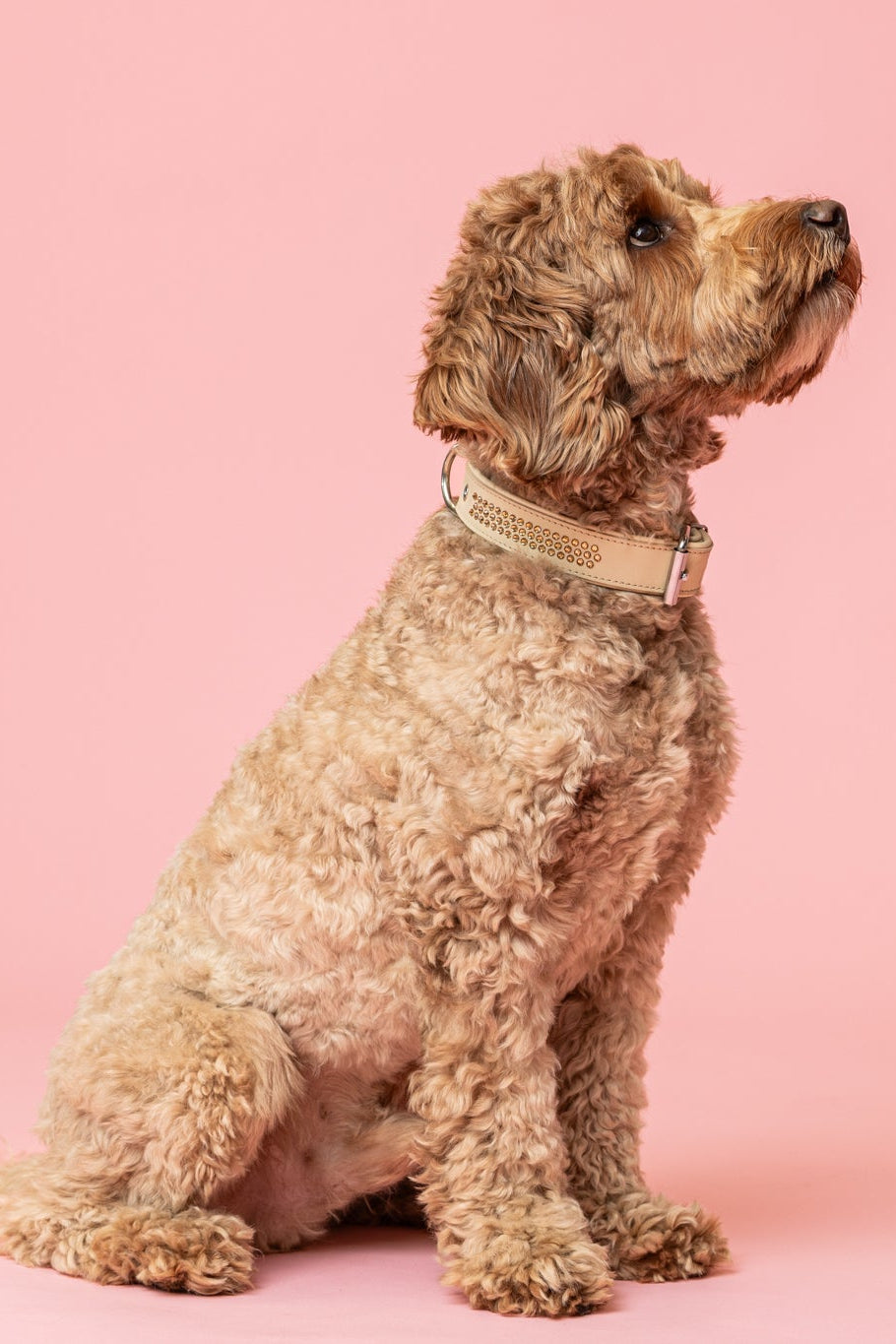 Max Golden Topaz kaulapanta isommille koirille