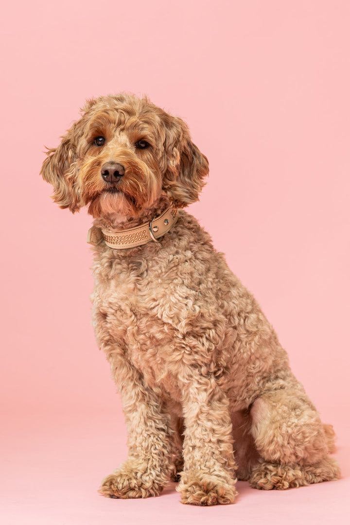 Max Golden Topaz kaulapanta isommille koirille