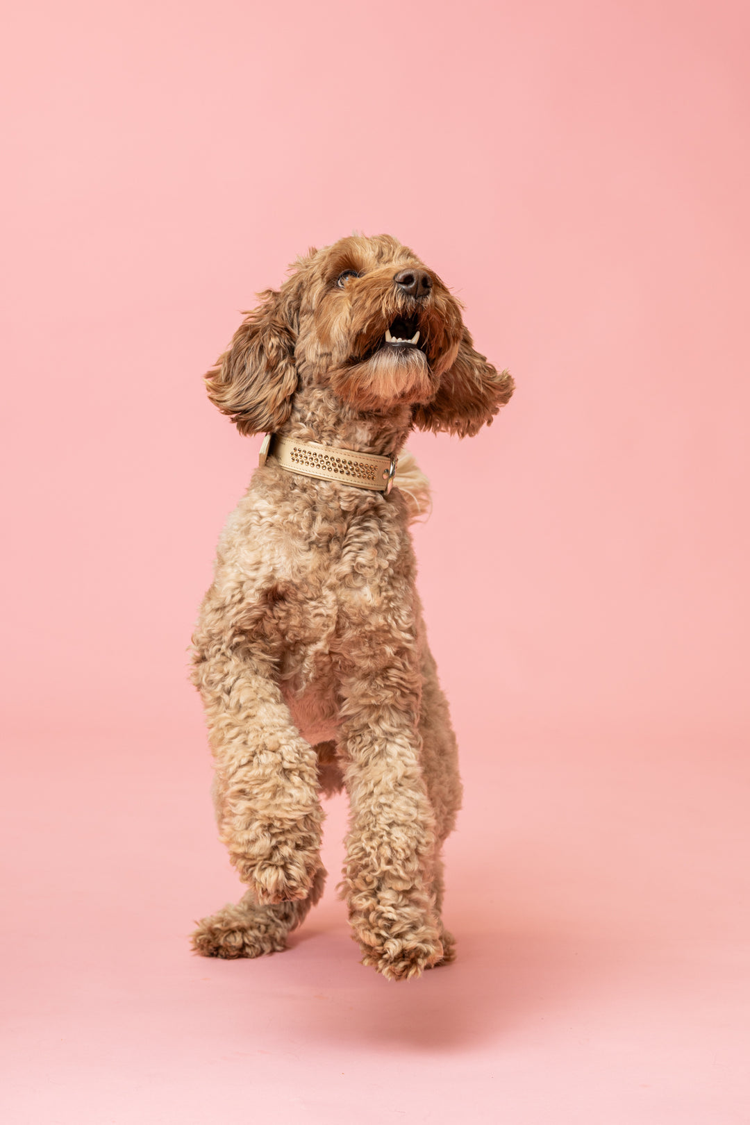 Max Golden Topaz kaulapanta isommille koirille