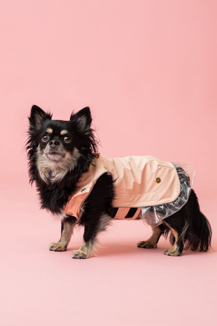 Rain a Little for Dogs