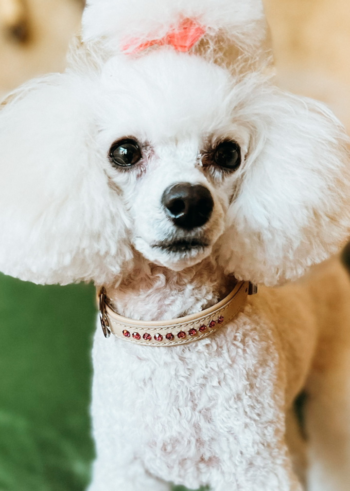 Dolly Blush Pink Collar