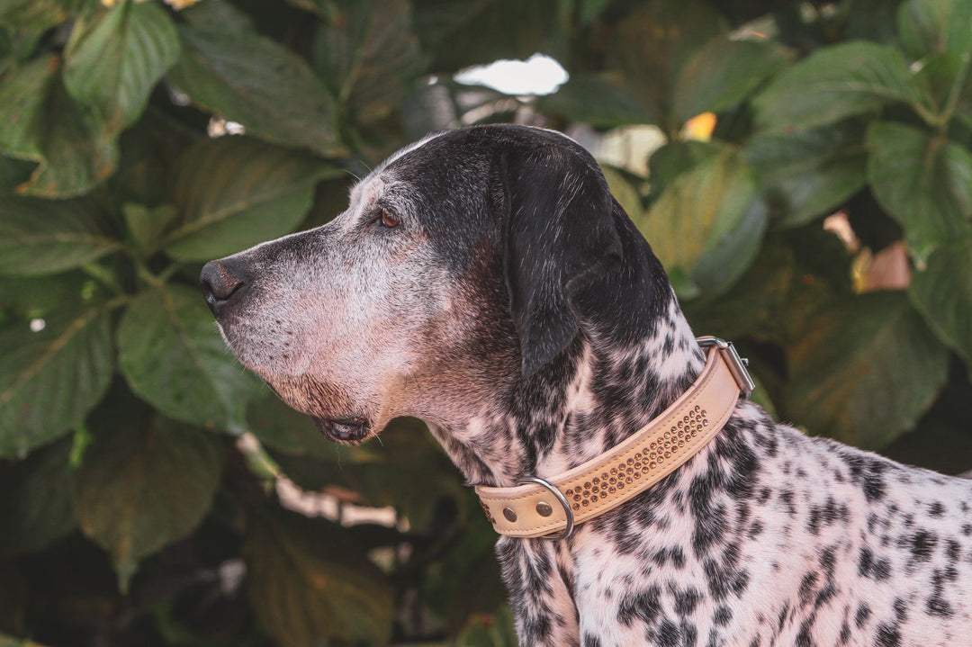 Max Golden Topaz Collar for Bigger Dogs